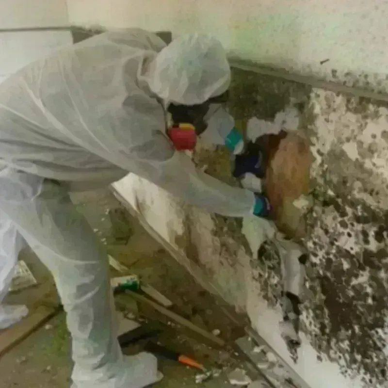 Mold Remediation and Removal in Everson, WA